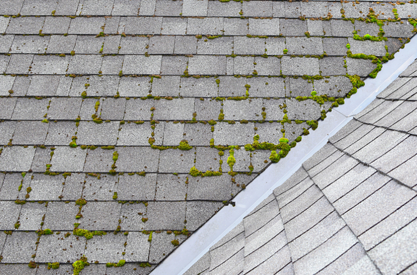 Удаление мха с крыши: как удалить мох с черепицы